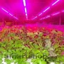 Suspend LED Phytolight LED-Light 70W L-70